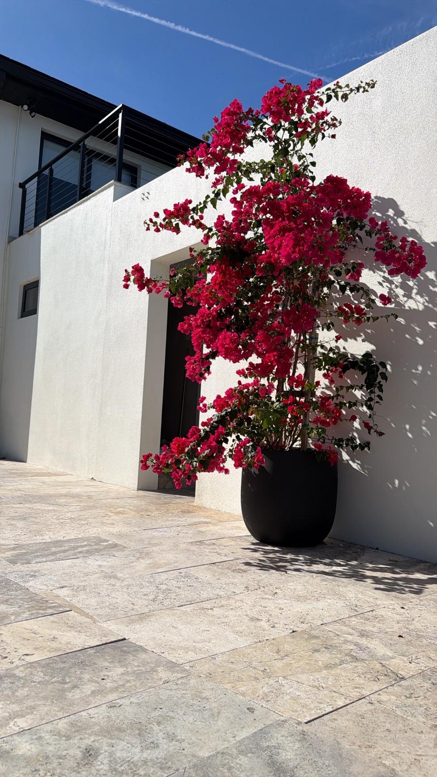 White stucco courtyard wall with bougainvillea and travertine paving